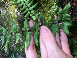 Image result for Cheilanthes viridis
