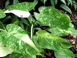 7 plantas mais caras do mundo