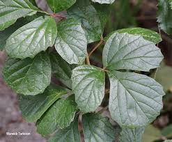 Image result for Rhoicissus tridentata