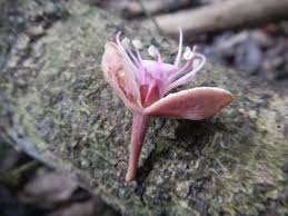 Image result for Julbernardia