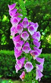 If your cat eats any of these, seek immediate veterinary care. Foxglove Flower Alert Whats Cooking America