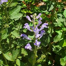 Image result for Scutellaria violascens