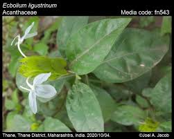 Image result for Ecbolium hastatum