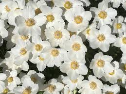 Ihr lateinischer gattungsname leucanthemum kommt aus dem griechischen und verweist auf ihr aussehen: Weisse Blumen Garten Blute Kostenloses Foto Auf Pixabay