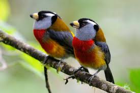 Birds Chirping In The Morning Meaning Pin On Cute Pets Animals