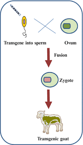 Most transgenic organisms are generated in the laboratory for research purposes. Transgenic Animals And Plants Springerlink