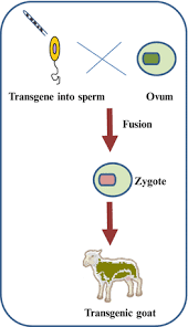 A transgenic organism is a type of genetically modified organism, in which obtains genetic material from other species, in order to have useful traits. Transgenic Animals And Plants Springerlink