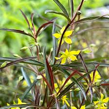 Image result for Lysimachia