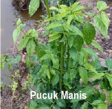 Bunga cekur manis tumbuh di tangkai daun dan ia kemudian menghasilkan buah yang berwarna putih ketika masih muda dan merah samar hingga coklat apabila tua. Anim Agro Technology Khasiat Herba Cekur Manis