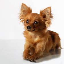 Kennel Ooo Russkiy Toy Gallery Papillon Dog Dog Breeds Cute Puppies