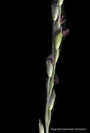 Image result for Acroceras