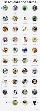 The breed and these pups are pretty amazing because they are very versatile and can be easily trained to do most anything. 39 Designer Dog Breeds Designer Puppy Finder Vip Puppies
