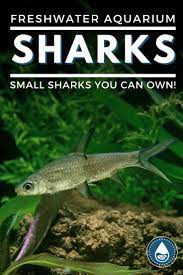 Freshwater Aquarium Sharks Small Sharks You Can Own Freshwater Sharks Small Shark Aquarium Sharks