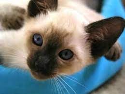 Kittens can be pre booked (if younger than 9 weeks) but can only leave for their new homes once they are vaccinated at 9 weeks of age. Adopt Kac Siamese Kittens On Petfinder Siamese Cats For Sale Siamese Cats Cat Breeder