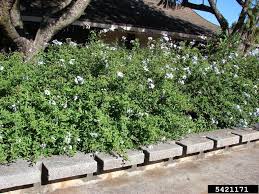Image result for Plumbago zeylanica
