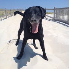 Maybe you would like to learn more about one of these? Spca Tampa Bay Non Profit Animal Shelter And Public Veterinary Center