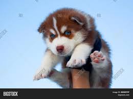 They can have sky blue eyes,brown eyes, or even one of each. Blue Eyed Siberian Image Photo Free Trial Bigstock