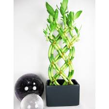 Pin By Tina On Unique Things For The Home Lucky Bamboo Lucky Bamboo Plants Bamboo Plants
