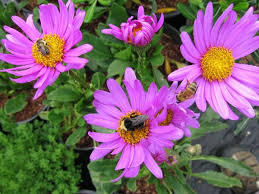 Image result for Senecio purpureus