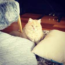 yes mum i m squishier than the cushions cats animals cushions