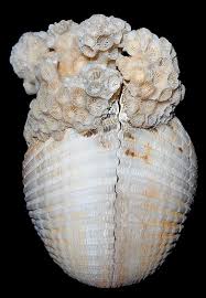 Image result for Nolletia arenosa