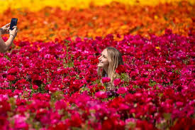 Maybe you would like to learn more about one of these? Flower Fields Of Carlsbad Reuters Com