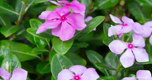 Vinca minor is mild to moderately toxic when ingested. Is A Periwinkle Plant Poisonous Or Toxic Guide