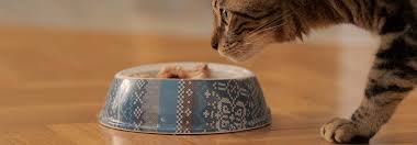 Also i didn't have shells so i. Cats Tuna Is It Safe For Them