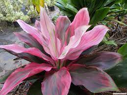 Hybrid Ti Cordyline At Kipapa Nursery Kauai Ti Plants Ti Plant Plants Trees To Plant