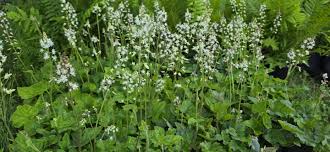 Image result for Nidorella ivifolia