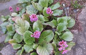 Image result for Hedbergia