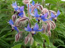 Image result for Borago