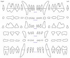 43 Complete Canine Dental Assessment Chart