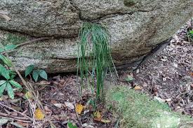 Image result for Vittaria