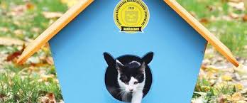 Sahne Kedilerin Sehir Tiyatrolarinin Eski Dekorlari Kedi Evi Oldu Kedi Evi Dekor Kedi