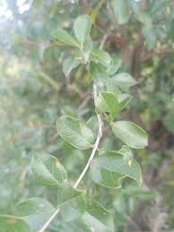 Image result for Meiostemon tetrandrus