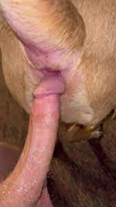 Dog gets deep ass fucking