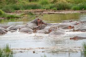 Image result for Hippocratea africana