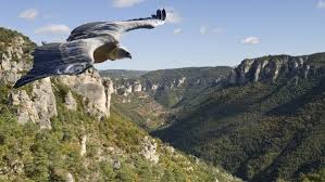 Vautour Roi Des Gorges De La Jonte Avec Images Lozere Tourisme Lozere Tourisme