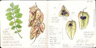 The fruit can also be described as being an inflated papery capsule. Golden Rain Tree Seed Pods September Kathryn Chorney
