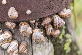 Cagouilles A La Charentaise Recette Recette Escargot Escargot Petit Gris Cuisine Traditionnelle
