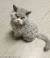 Devon Rex Curly Haired Cat