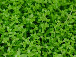 Image result for Rotala mexicana