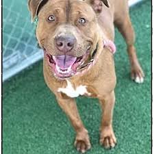 Friends Of Shelter Animals For Cobb In Marietta Georgia In 2020 Animals Animal Shelter Dog Adoption