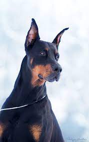 pin na doske h doberman pinscher dobie dobermann