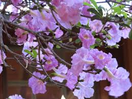 Image result for Tabebuia heterophylla