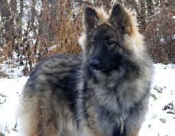 Salish sea shilohs on whidbey island washington is dedicated to raising shiloh puppies in our home, where they enjoy life with humans and with other dogs. Shiloh Shepherd Puppy News 8 1 12 9 1 12 Shiloh Shepherd Dog Shiloh Shepherd Shepherd Puppies