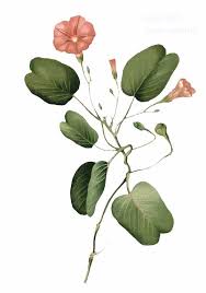 Image result for Ipomoea pes-caprae