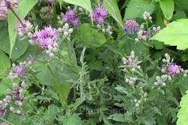 Image result for Vernonia centaureoides