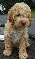 Buy and sell lagotto romagnolo to buy on the kennel, lagotto noble has 2 males 7 months old. 56 My Yolo Ideas Lagotto Romagnolo Water Dog Dogs